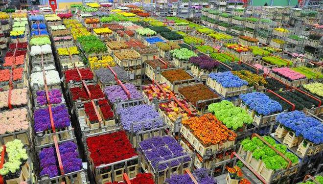 高考地理中的鲜花产业(图5)