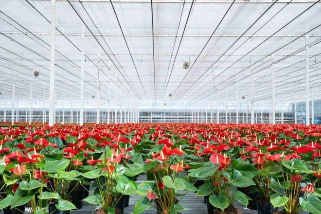 高考地理中的鲜花产业(图6)