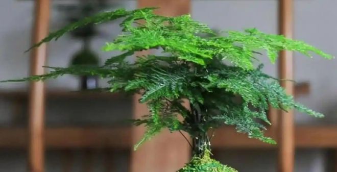 养这“3种”花要注意了不能长得太高矮小的精致价值高(图3)