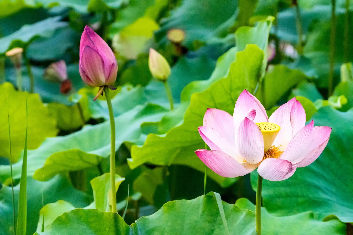 2025天津赏花指南（最全汇总）(图2)