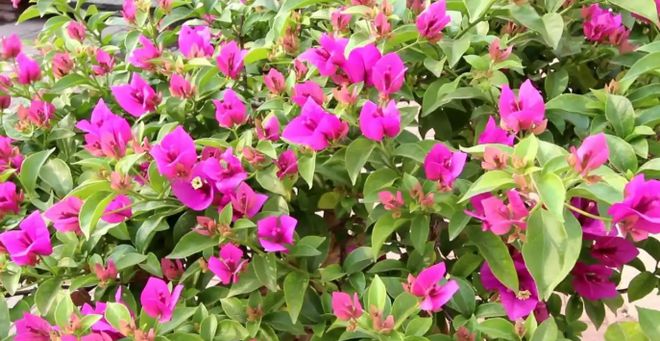 4月最火的5种花全是“开花王”花期超长观赏200天不停歇！(图3)