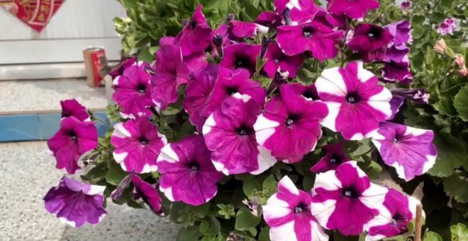 4月最火的5种花全是“开花王”花期超长观赏200天不停歇！(图2)