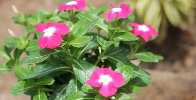 4月最火的5种花全是“开花王”花期超长观赏200天不停歇！(图4)