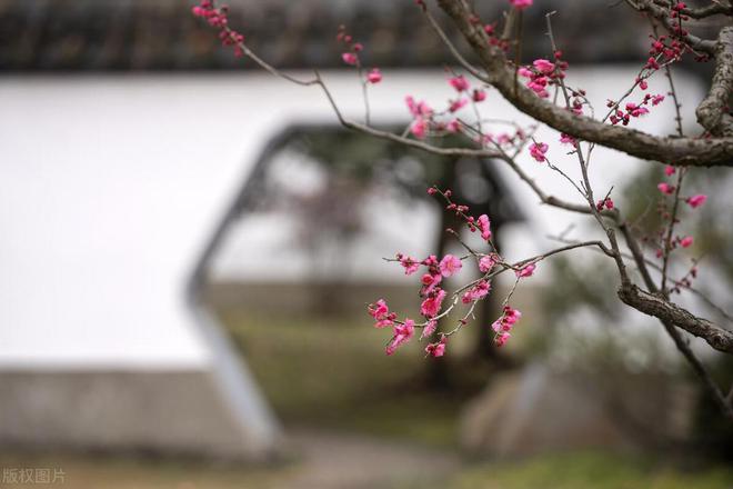 又到赏梅时节今年的梅花开花时间与最佳观赏期介绍(图5)