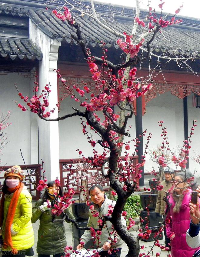 又到赏梅时节今年的梅花开花时间与最佳观赏期介绍(图6)