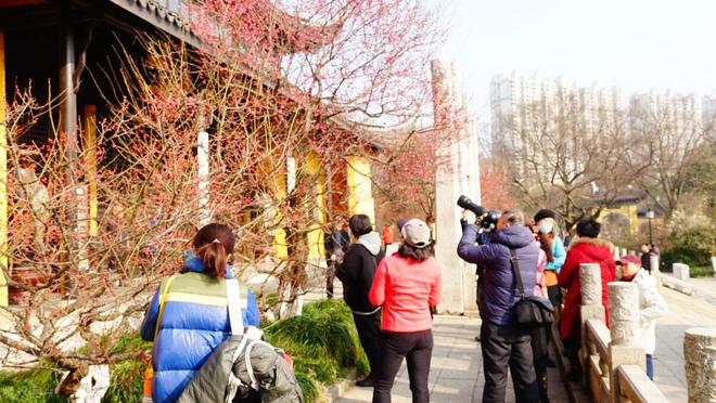 又到赏梅时节今年的梅花开花时间与最佳观赏期介绍(图2)