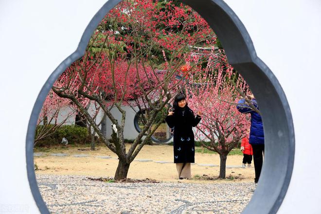 又到赏梅时节今年的梅花开花时间与最佳观赏期介绍(图4)