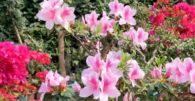 家里的花盆宁愿空着这4种花夏天也不要养谁养谁后悔浪费WilliamHill钱(图3)