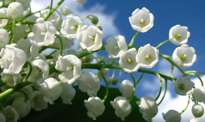 5月1日铃兰花的采摘与销售：公共道路上允许与禁止的行为有哪些？(图2)