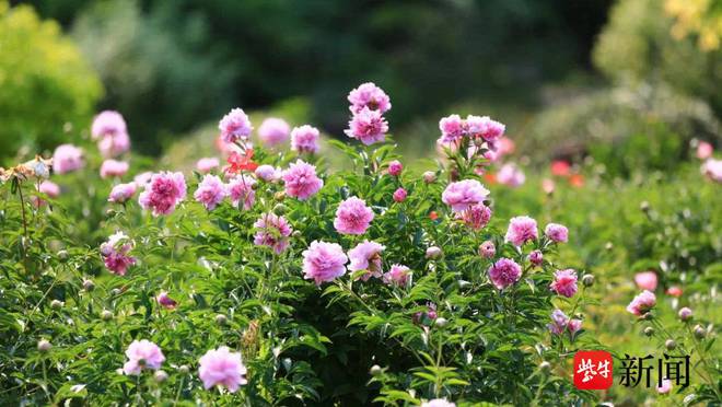 大花葱、飞燕草、澳洲蓝豆……5月的球宿根花卉园宛若“百花园”(图2)