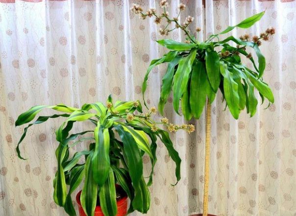 家中有这3种植物对风水很重要让你家日进斗金、腰缠万贯！(图2)