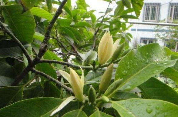 家中有这3种植物对风水很重要让你家日进斗金、腰缠万贯！(图3)