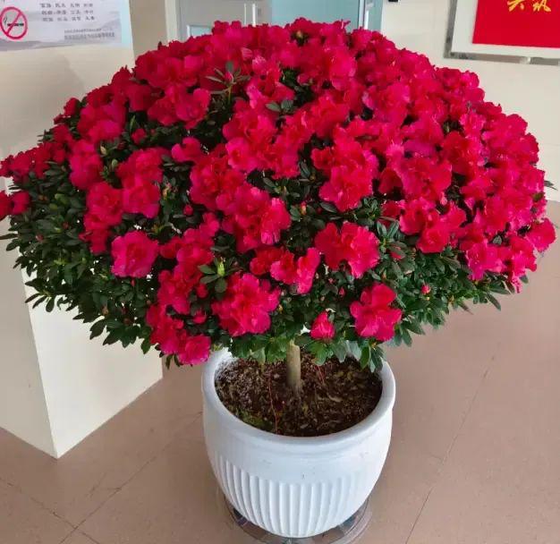 杜鹃花在北方养护成活率只有10%很多人喜欢总是养不活(图1)