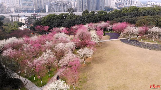 红的绿的白的粉的这种花迎来盛花期！专家：预示春天来临(图2)