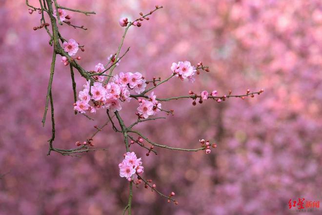 红的绿的白的粉的这种花迎来盛花期！专家：预示春天来临(图3)