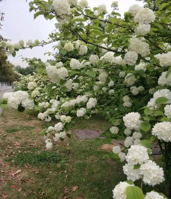中华木绣球高端花卉WilliamHill地栽种植开花成簇很适合庭院！(图4)