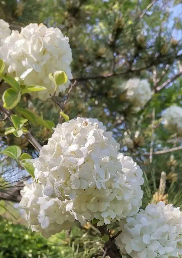中华木绣球高端花卉WilliamHill地栽种植开花成簇很适合庭院！(图5)
