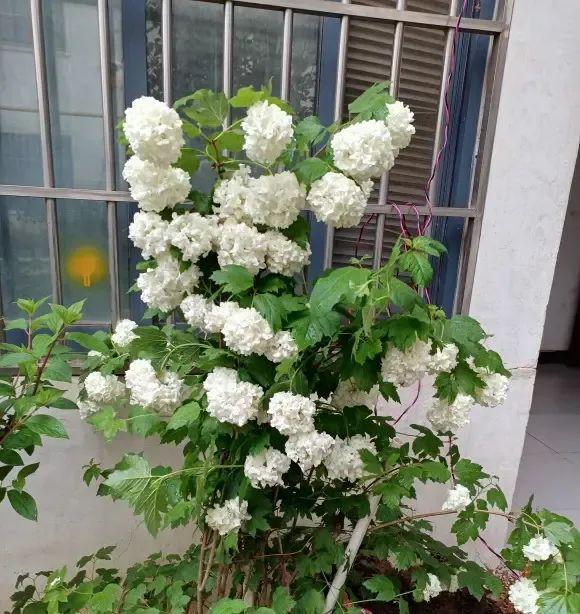 中华木绣球高端花卉WilliamHill地栽种植开花成簇很适合庭院！(图3)