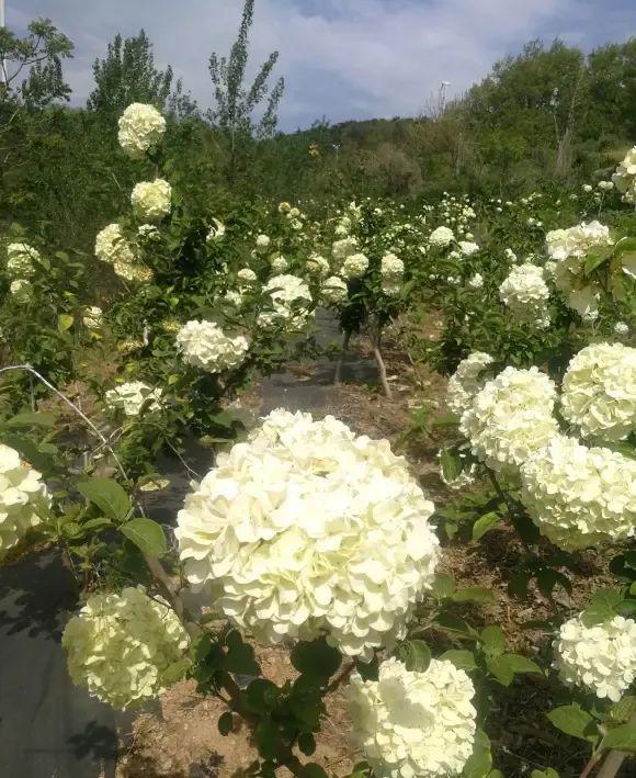 中华木绣球高端花卉WilliamHill地栽种植开花成簇很适合庭院！(图6)