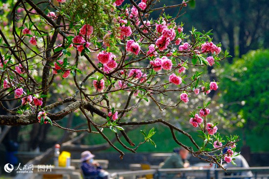 春天花“卉”开满目芬芳乐开怀(图5)