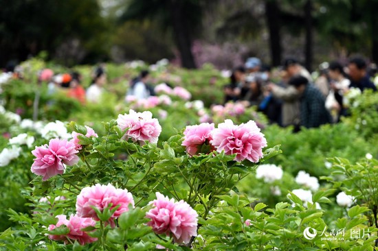 春天花“卉”开满目芬芳乐开怀(图7)