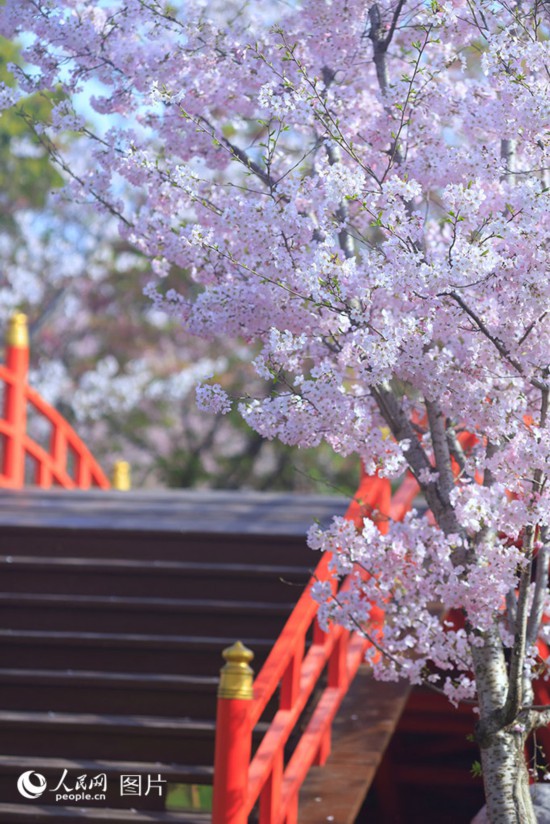春天花“卉”开满目芬芳乐开怀(图12)