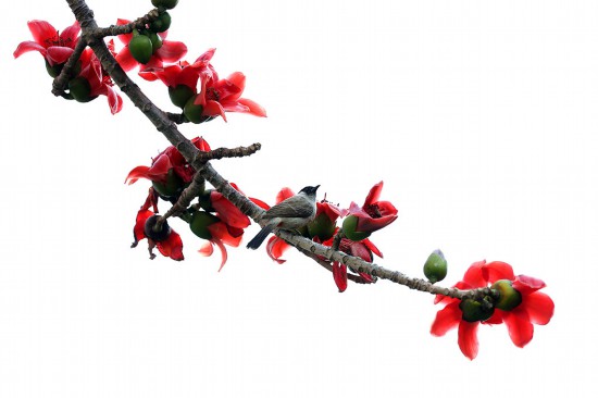 春天花“卉”开满目芬芳乐开怀(图17)