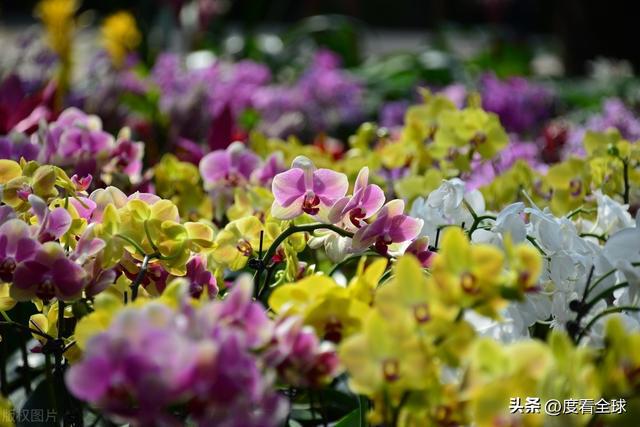威廉希尔京城春日限定：国家植物园的花漾狂欢！(图6)