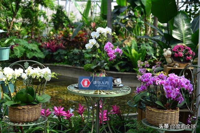 威廉希尔京城春日限定：国家植物园的花漾狂欢！(图10)