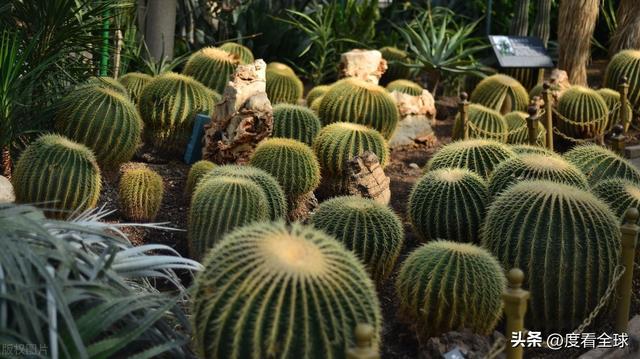 威廉希尔京城春日限定：国家植物园的花漾狂欢！(图11)