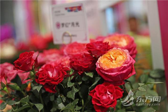 中国国际花卉园艺展在沪开幕：AI为植物“治病威廉希尔”网红热植折射“鲜花经济”新潮流(图4)