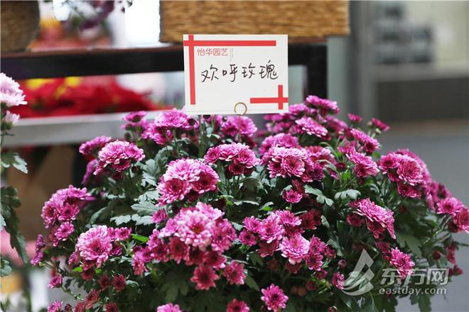 中国国际花卉园艺展在沪开幕：AI为植物“治病威廉希尔”网红热植折射“鲜花经济”新潮流(图5)