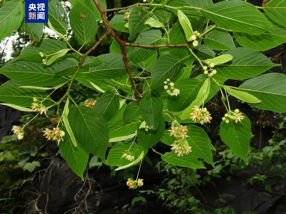 新物种+1我国首次在岩溶地区发现椴树属植物(图2)