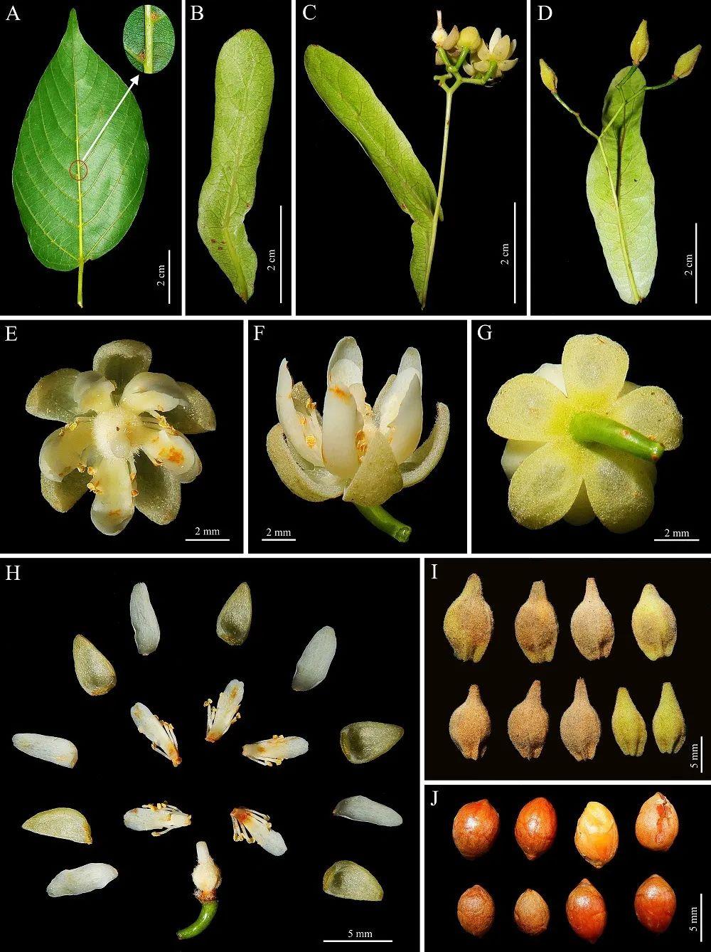 新物种+1我国首次在岩溶地区发现椴树属植物(图3)