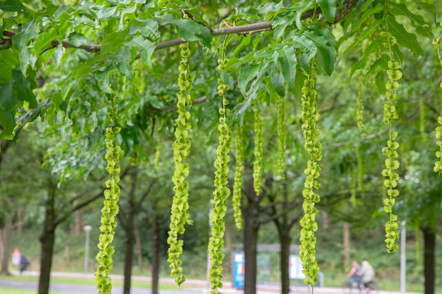 威廉希尔民谚“家里富不富但看门前树”是啥意思？大门两边栽什么树好？(图2)