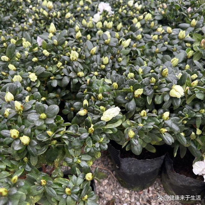 原来它是“低调的花中贵族”！新手养花必知的绿色光辉杜鹃(图3)