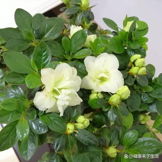 原来它是“低调的花中贵族”！新手养花必知的绿色光辉杜鹃(图2)