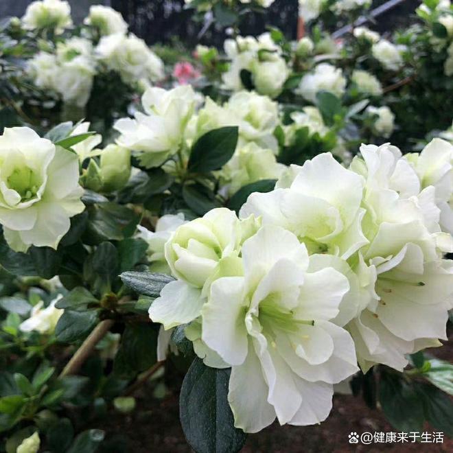 原来它是“低调的花中贵族”！新手养花必知的绿色光辉杜鹃(图1)