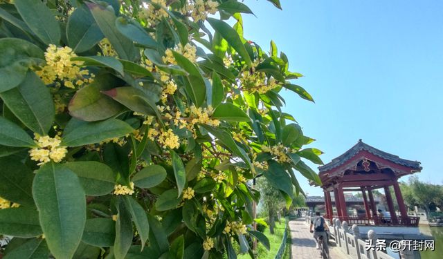 开封2025年赏花地图请查收!(图4)