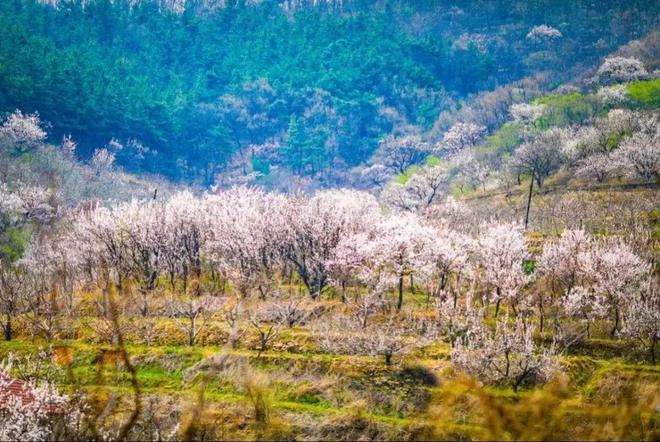 ꕥ这也太美了吧ꕥ金普最新「寻花地图」请收好→(图6)