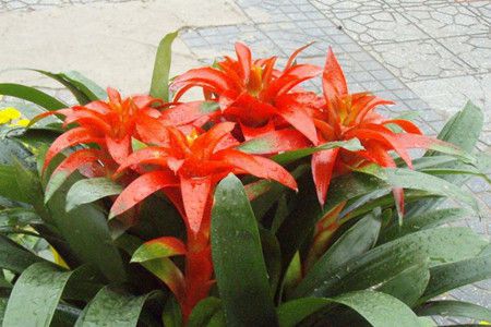 植物不能乱养——这几种风水植物放在客厅想不聚财都难(图5)