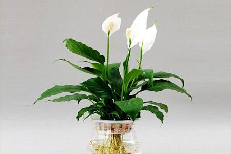 植物不能乱养——这几种风水植物放在客厅想不聚财都难(图3)