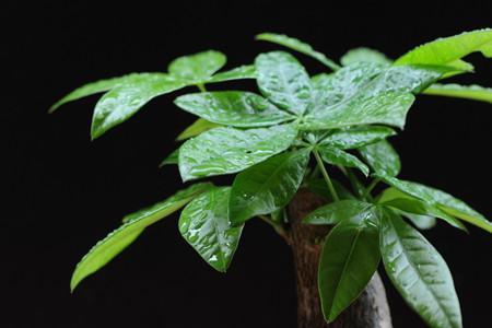 植物不能乱养——这几种风水植物放在客厅想不聚财都难(图2)