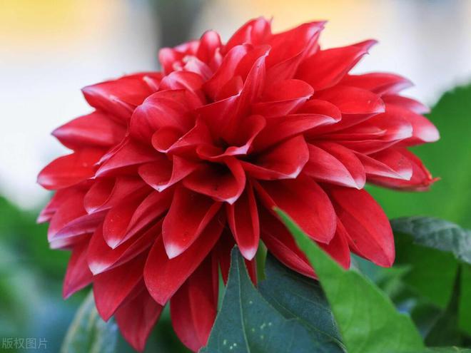 威廉希尔大丽花：象征好运与华丽的花中皇后(图2)