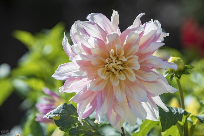 威廉希尔大丽花：象征好运与华丽的花中皇后(图5)