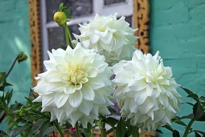 威廉希尔大丽花：象征好运与华丽的花中皇后(图7)