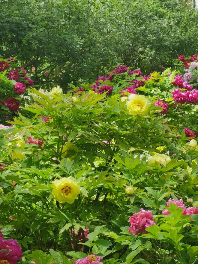 昌平赏花正当时公园里的花卉“上新了”!(图3)