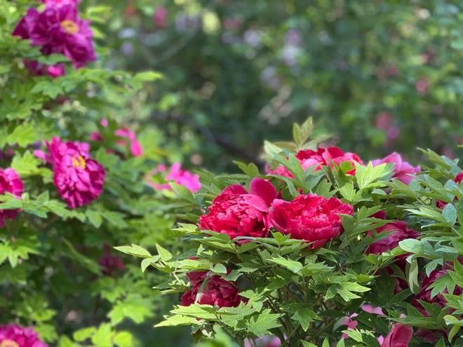 昌平赏花正当时公园里的花卉“上新了”!(图2)
