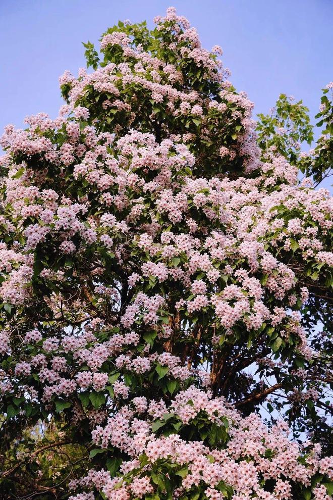 昌平赏花正当时公园里的花卉“上新了”!(图13)