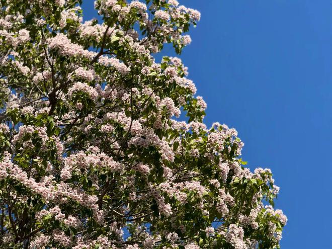昌平赏花正当时公园里的花卉“上新了”!(图12)